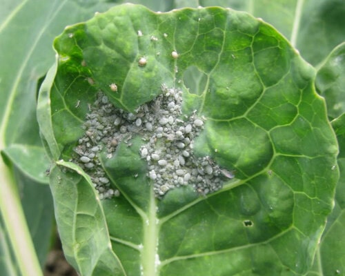 cabbage aphids (Brevicoryne brassicae)