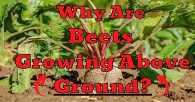 Beets Growing Above Ground