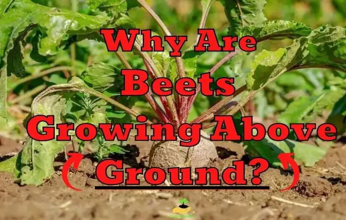 Beets Growing Above Ground