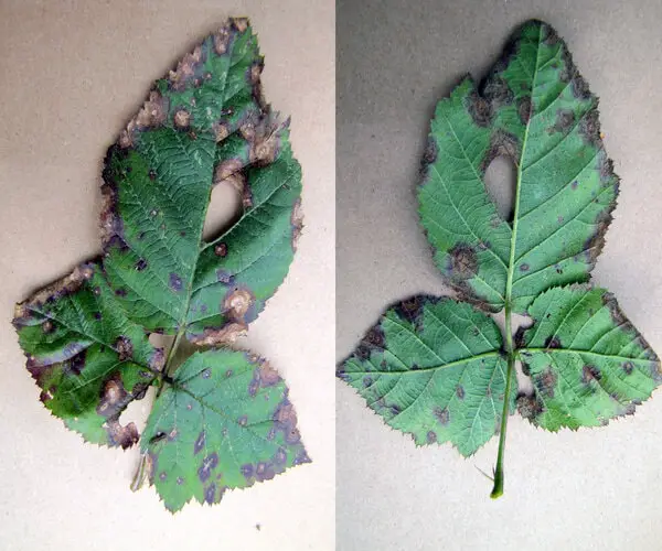 Bacterial Leaf Spot on blackberry causing brown leaves