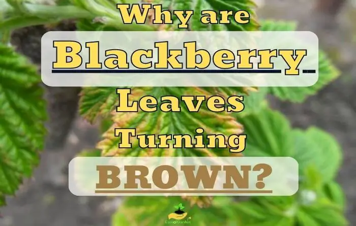 Blackberry Leaves Turning Brown