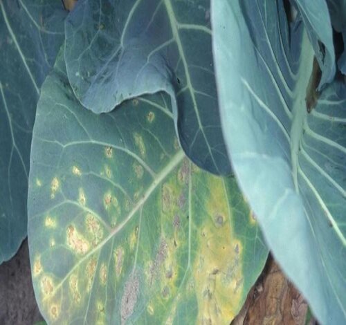 Downy Mildew on cabbage leaves