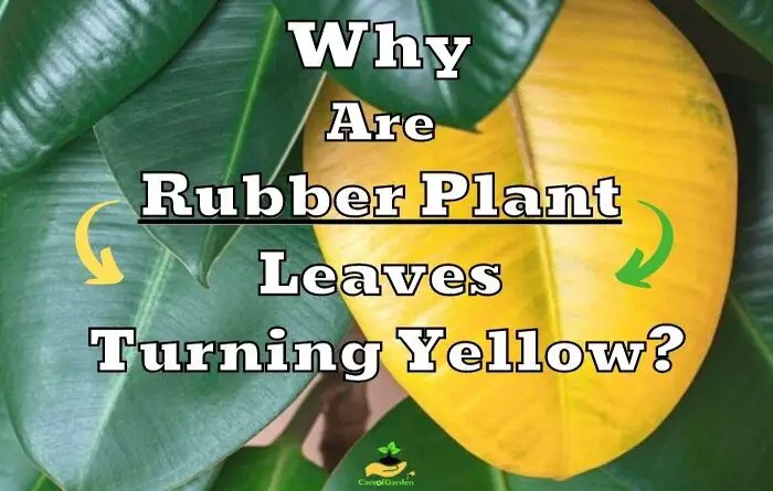 Rubber Plant Leaves Turning Yellow