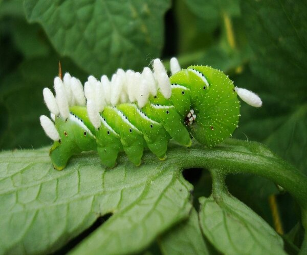 White Eggs Carried By Tomato Hornworms