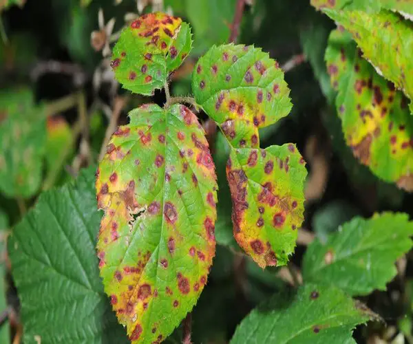 blackberry brown spots cause by leaf rust