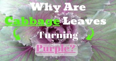 cabbage leaves turning purple