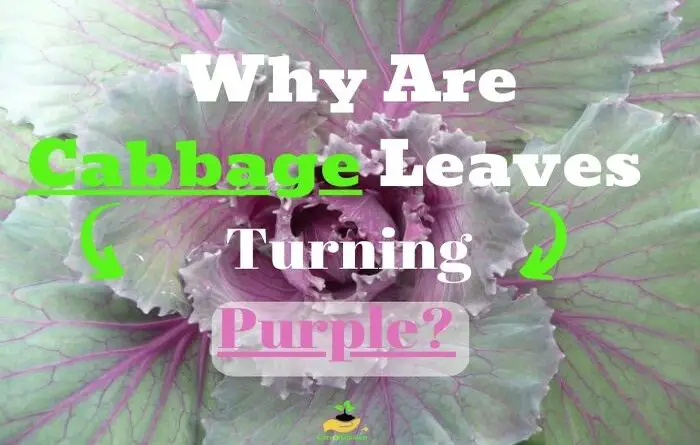 cabbage leaves turning purple