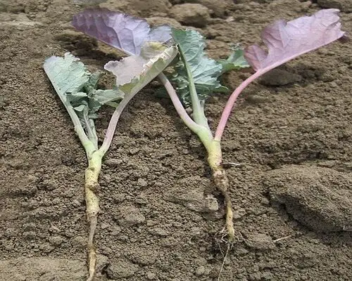 cabbage seedlings turning purple