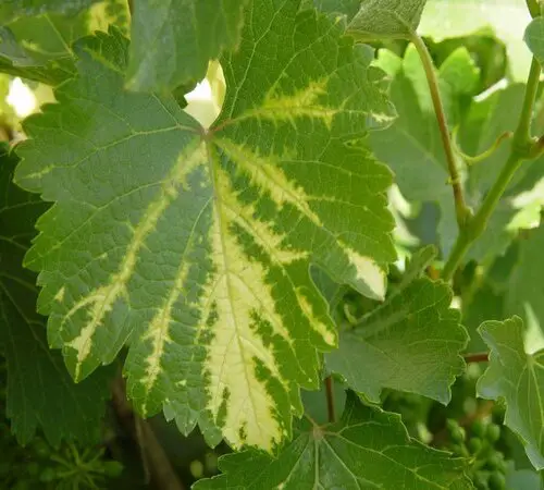 chlorosis yellow leaves in grapevines