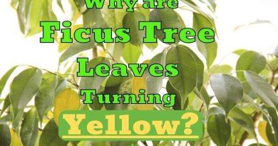 ficus leaves turning yellow