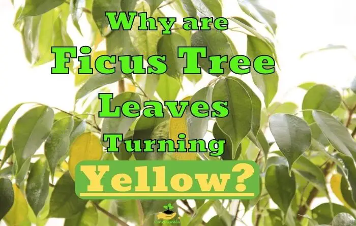 ficus leaves turning yellow
