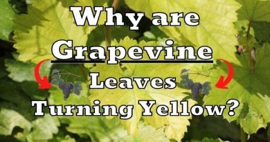 grapevine yellow leaves