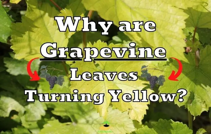 grapevine yellow leaves