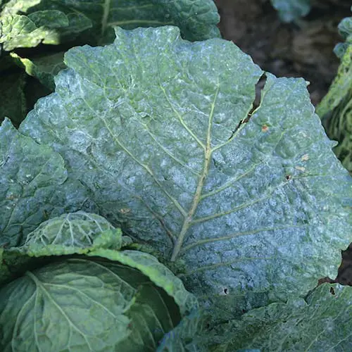powdery mildew on cabbage leaves