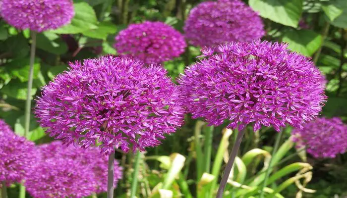 Allium are flowers that mean one sided love