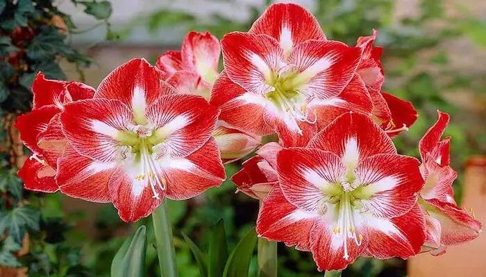 Amaryllis flower