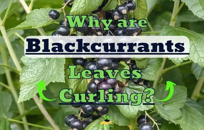 Blackcurrant Leaves Curling