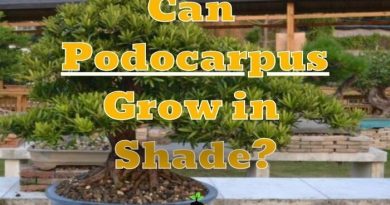 Can Podocarpus Grow in Shade