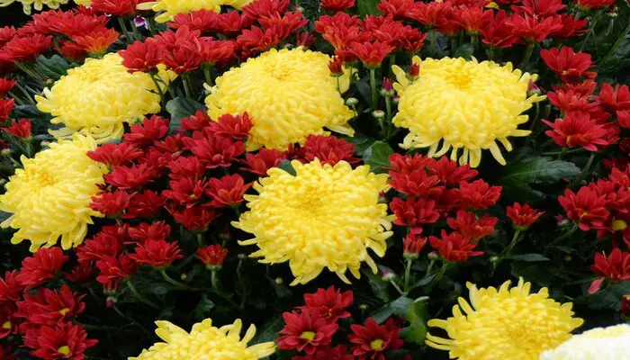 Chrysanthemums one sided love flowers