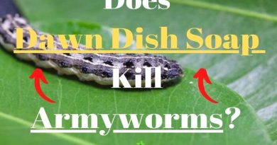 Dawn Dish Soap Kill Armyworms