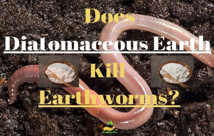 Does Diatomaceous Earth kill Earthworms
