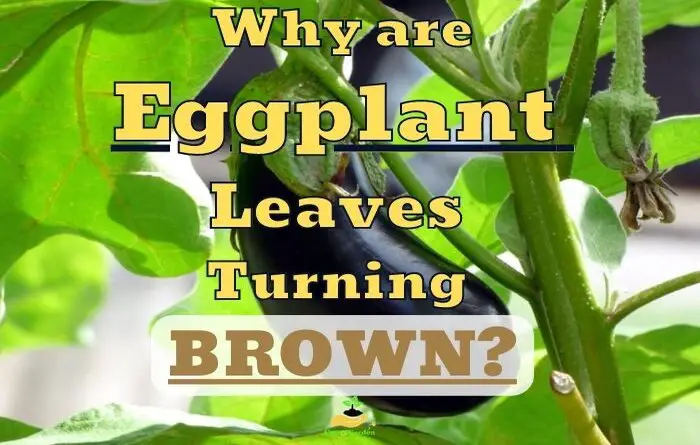 Eggplant Leaves Turning Brown