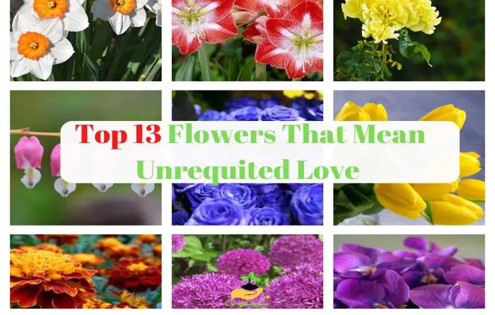 Flowers That Mean Unrequited Love