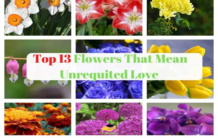 top-13-flowers-that-mean-unrequited-love-with-pictures