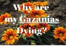 Why Are My Gazanias Dying?