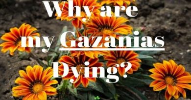 Why Are My Gazanias Dying?