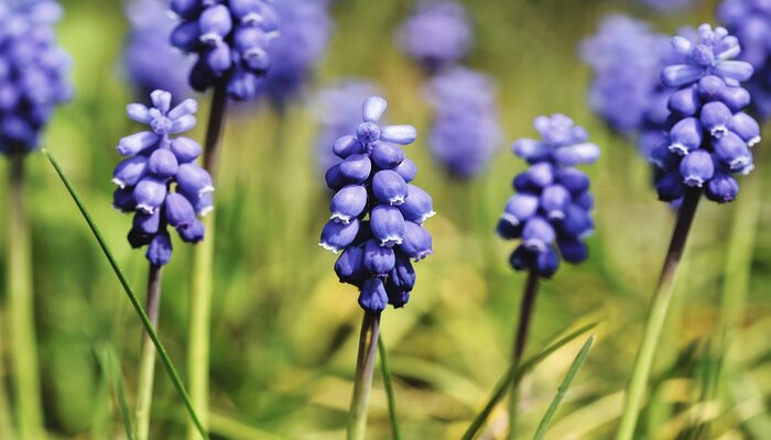 Grape Hyacinth flowers