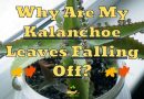 Kalanchoe Leaves Falling Off