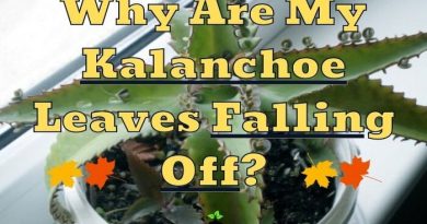 Kalanchoe Leaves Falling Off