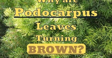 Podocarpus Leaves Turning Brown