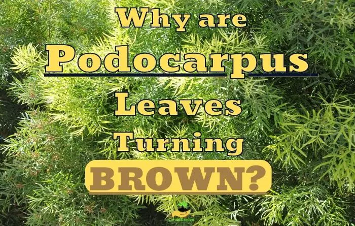 Podocarpus Leaves Turning Brown