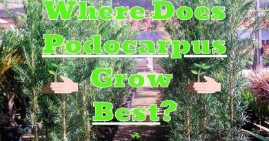 Where Does Podocarpus Grow Best