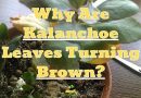 Kalanchoe Leaves Turning Brown