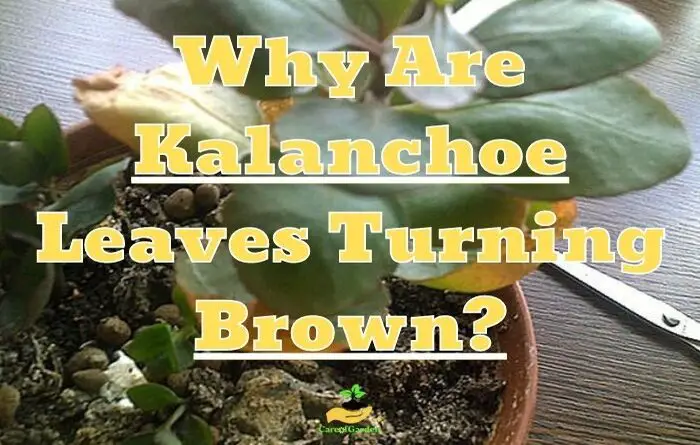 Kalanchoe Leaves Turning Brown