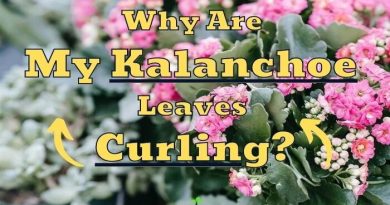 Kalanchoe Leaves Curling