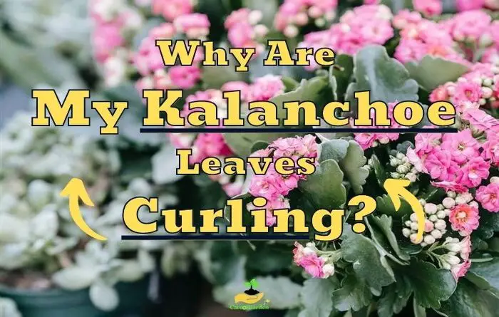 Kalanchoe Leaves Curling