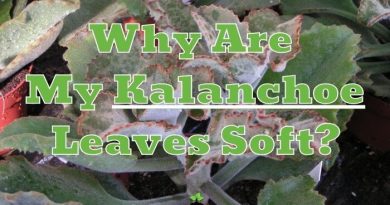 Kalanchoe Leaves Soft