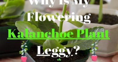 Flowering Kalanchoe Plant Leggy