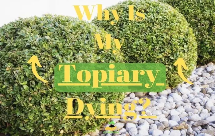 Why Is Topiary Dying