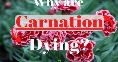 Carnation Dying