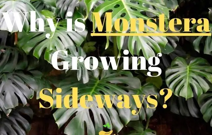 Monstera Growing Sideways