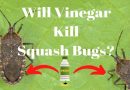 Will Vinegar Kill Squash Bugs