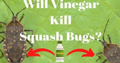 Will Vinegar Kill Squash Bugs