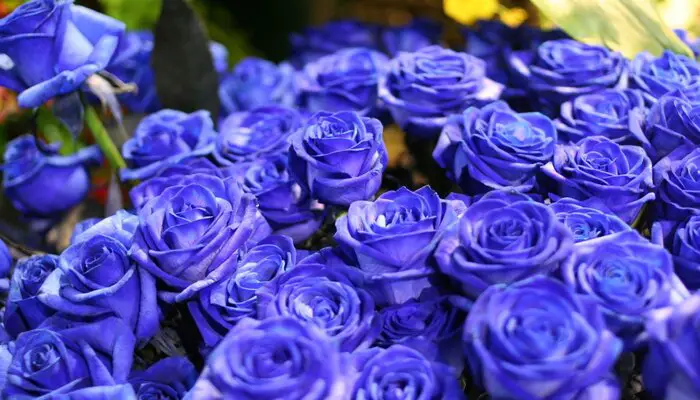blue roses mean unrequited love flower