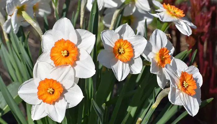 daffodil unrequited love flower