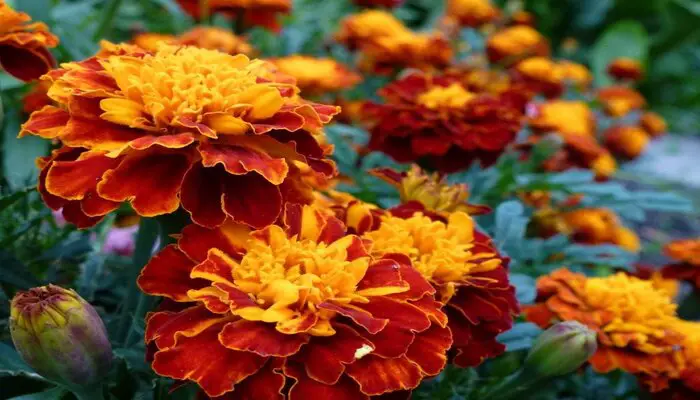 marigold flowers